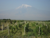 View of Mount Ararat on the way to Khor Virap