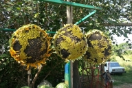 Sunflower seeds for sale